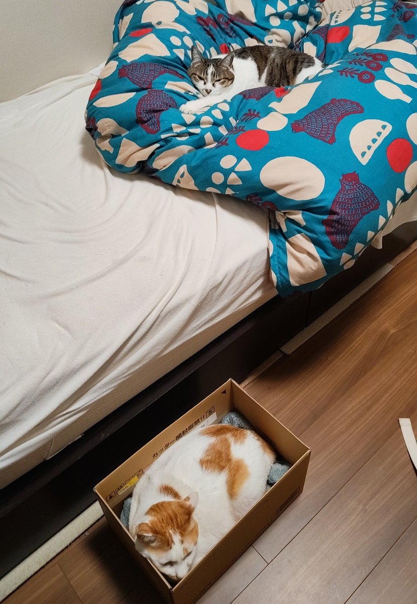 Saki Momiyama　-きなくるみ- 春M3 N-10b tweet media