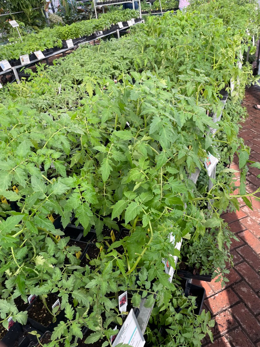 Steven T tweet media