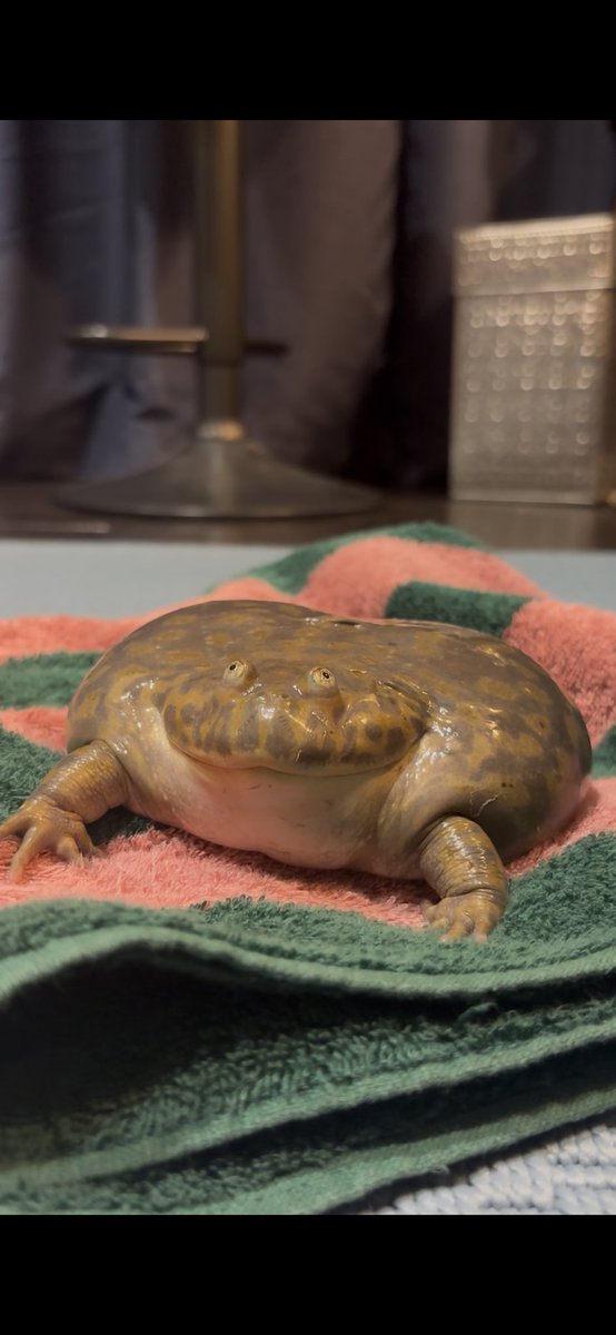 本日のぼじぼじ
優しい顔だなぁ〜🙃

#カエル
#バジェットガエル