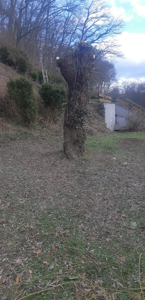 Ich hab die Weide ein bisschen beschnitten