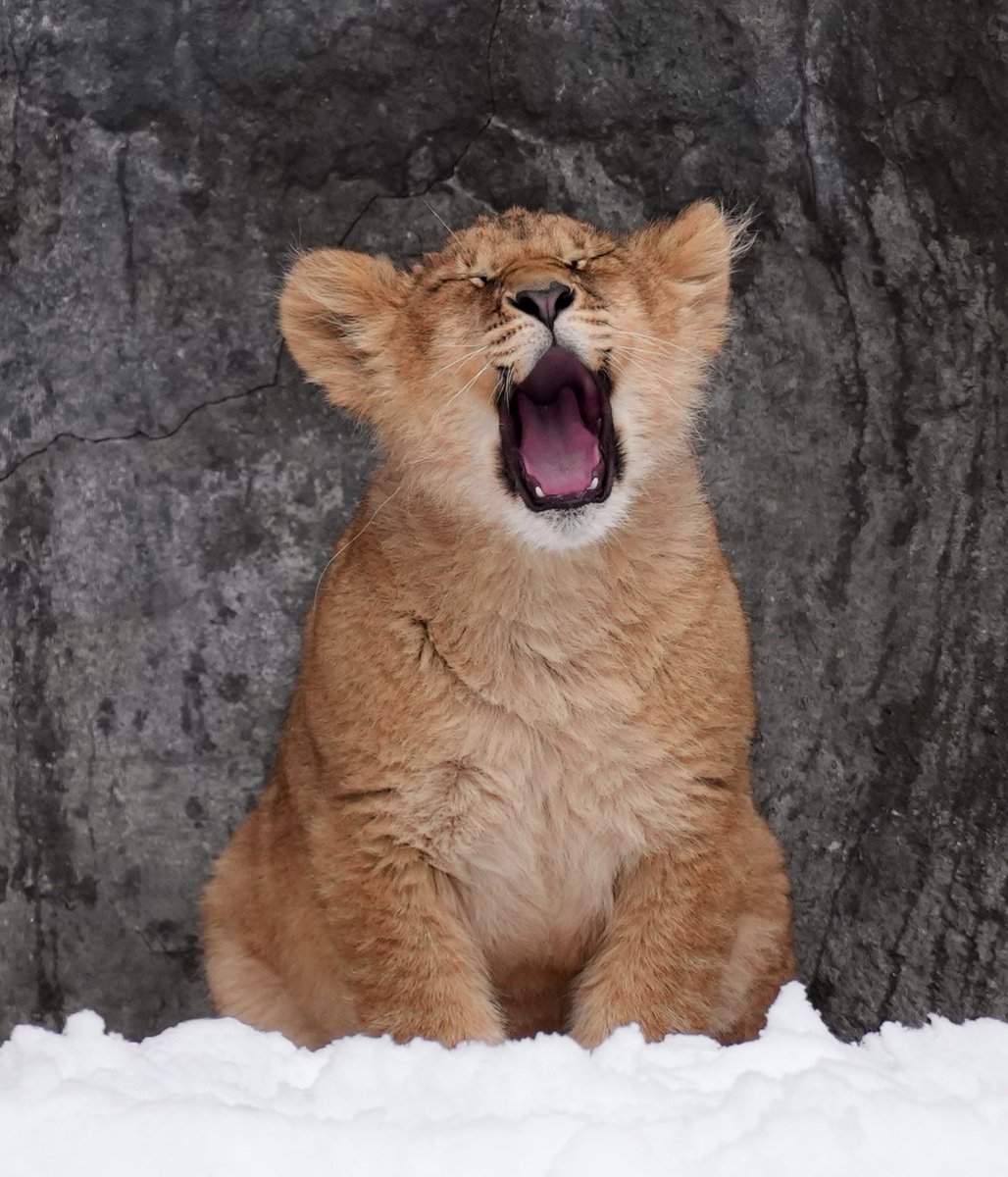 おやすみなさい