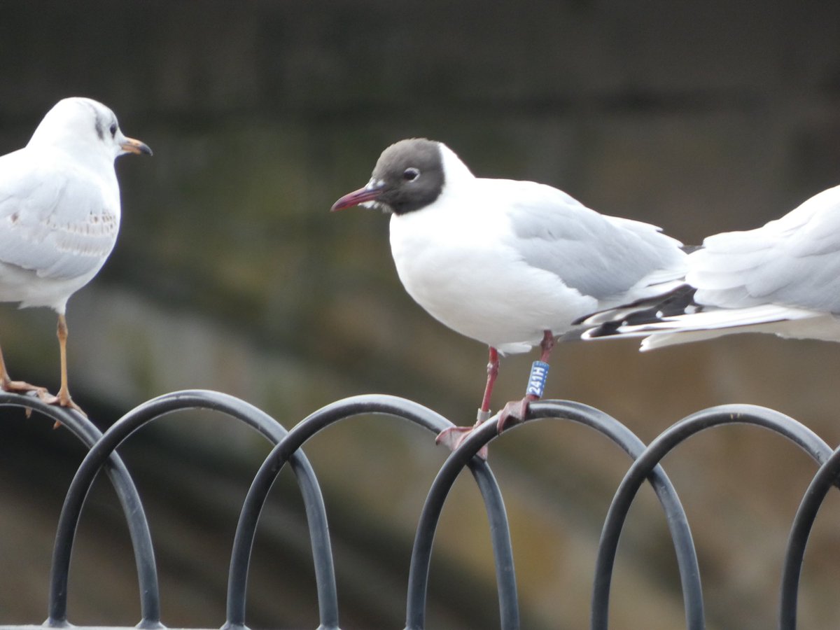 allthingsmothy tweet media