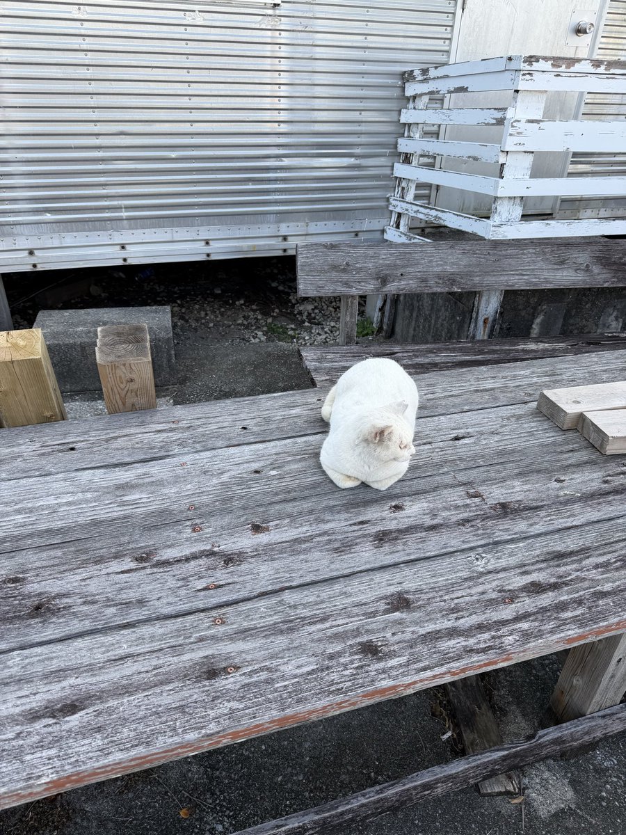 やはーら tweet media