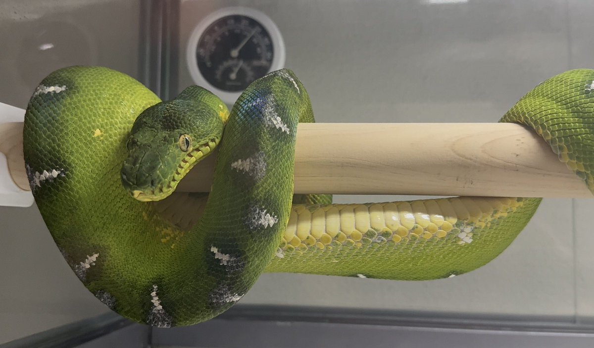 黑烏龍ﾁｬ tweet media