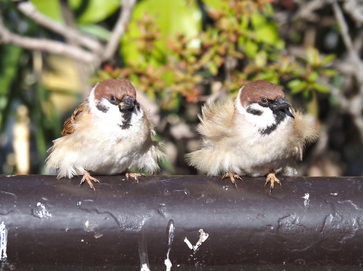 ちゅんちゅん (@chunchu0803) / Posts / X