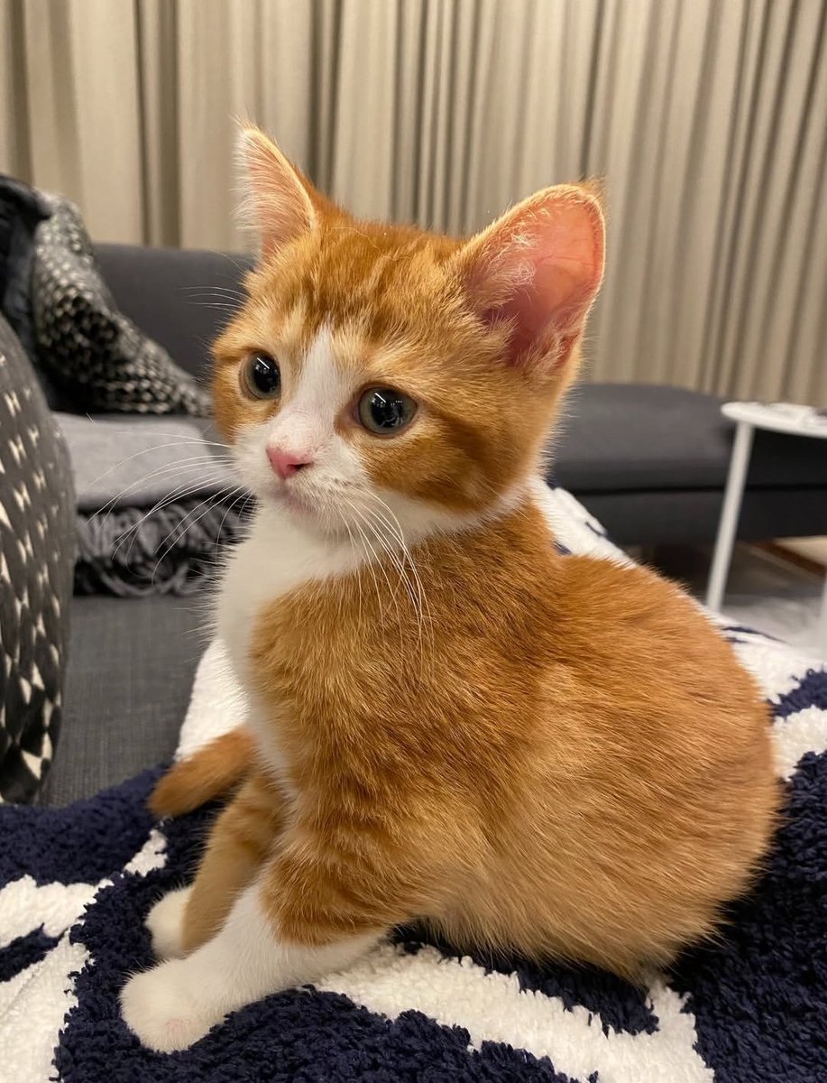 Cat 🐈 (@cutecatsmagic) on Twitter photo 