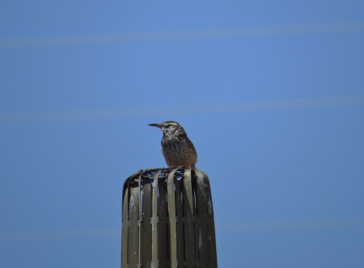 Cactus Wren, Chiricahua Desert Museum, Rodeo, NM, April '13