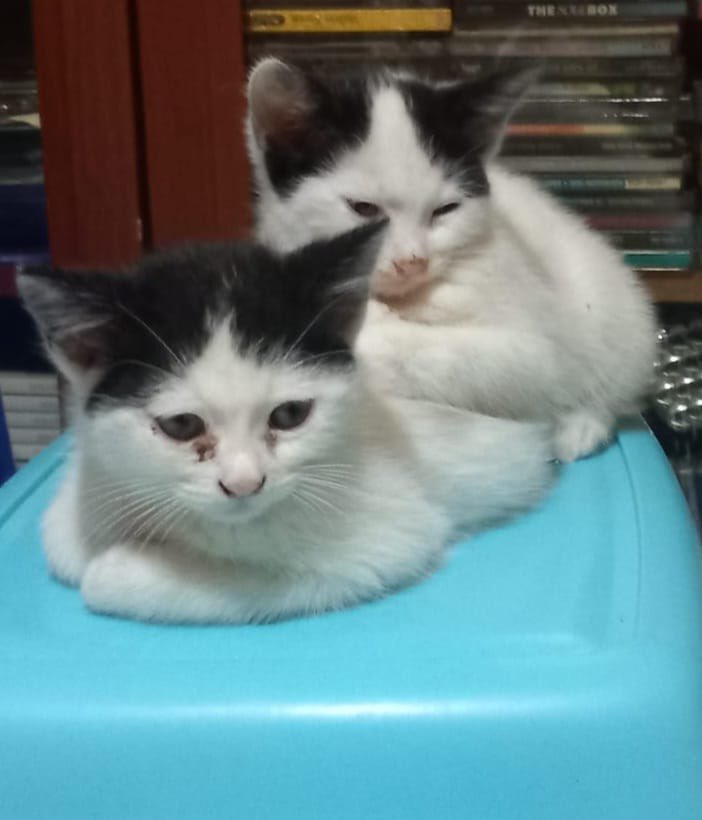 Annelerini kaybettiler, barınağa gitmekten son anda kurtuldular. Geçici yuvada box içindeler ve sokağa gidecekler yuva çıkmazsa . Ne olur paylaşım desteği 🙏😔 istanbul Cekmeköy 
<a href="/Badiko_/">Badiko</a> <a href="/AysemOzleyis/">Ayşem Özleyiş Oğuz 🌱</a> <a href="/ayse0zer/">Ayşe Özer</a> <a href="/isimbegenemedim/">Geronimo</a> <a href="/kochero/">Cemal Alp Solak</a> <a href="/OnurKut51726173/">Onur Kutlu</a> <a href="/kedilernilknuru/">İlknur</a>