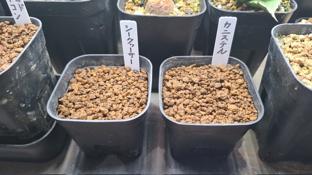 石垣島からやって来た果物の種をまいてみた カニステルは殻をむいて