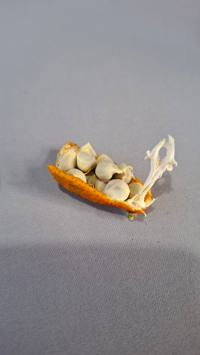 石垣島からやって来た果物の種をまいてみた カニステルは殻をむいて