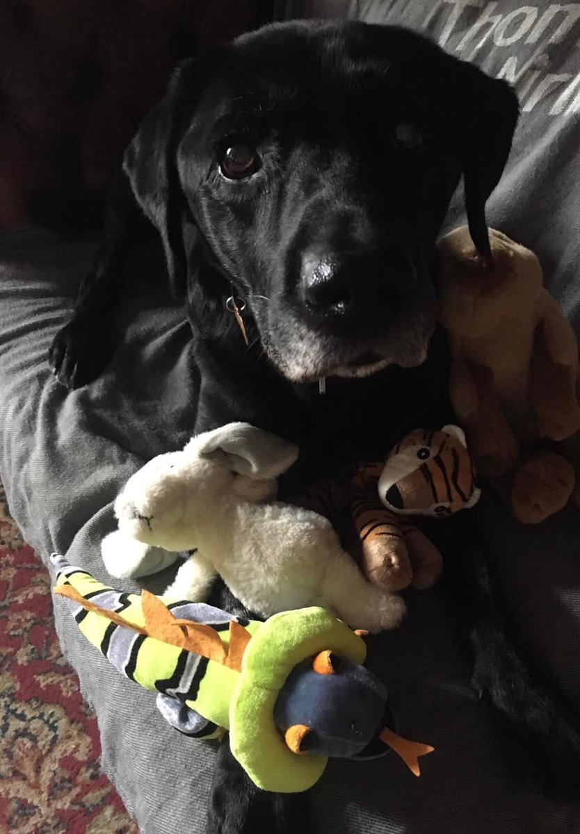 Valerie Dewhurst🎓📚🐕🦺🌻 tweet media