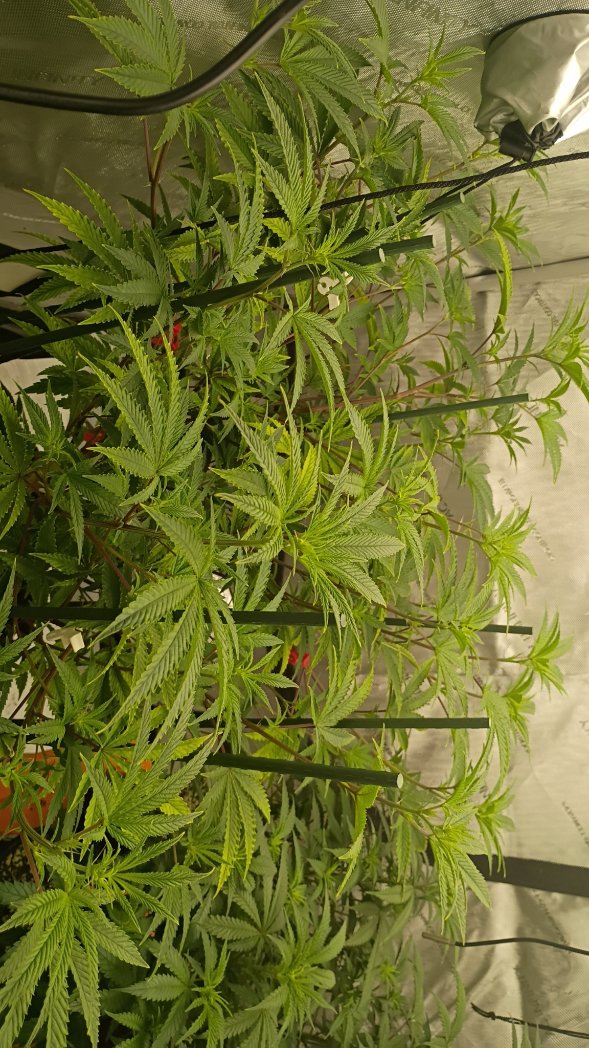 Blueberry Spider from <a href="/breeder_j/">Breeder J</a> a week into flower