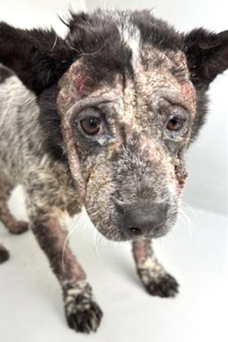 🆘️🆘️#HARRISCOUNTY #HOUSTON #TEXAS - RESCUE / FOSTER OR ADOPT NEEDED🆘️🆘️

💔LOOK AT THE STATE OF THIS POOR PUPPY💔

‼️🚨No name given. Age: approximately 6 months old. Breed: Australian Cattle Dog? Weight: 24lbs. ID: #650960 🚨‼️

🏥🛟Neglected with skin conditions🛟🏥