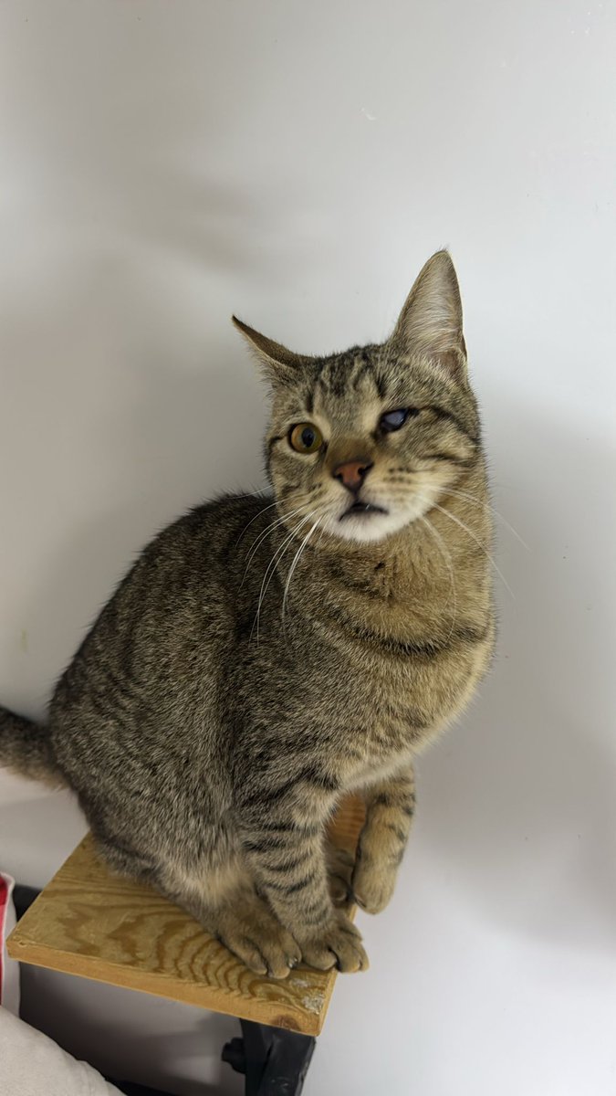 fenalık geldi tweet media