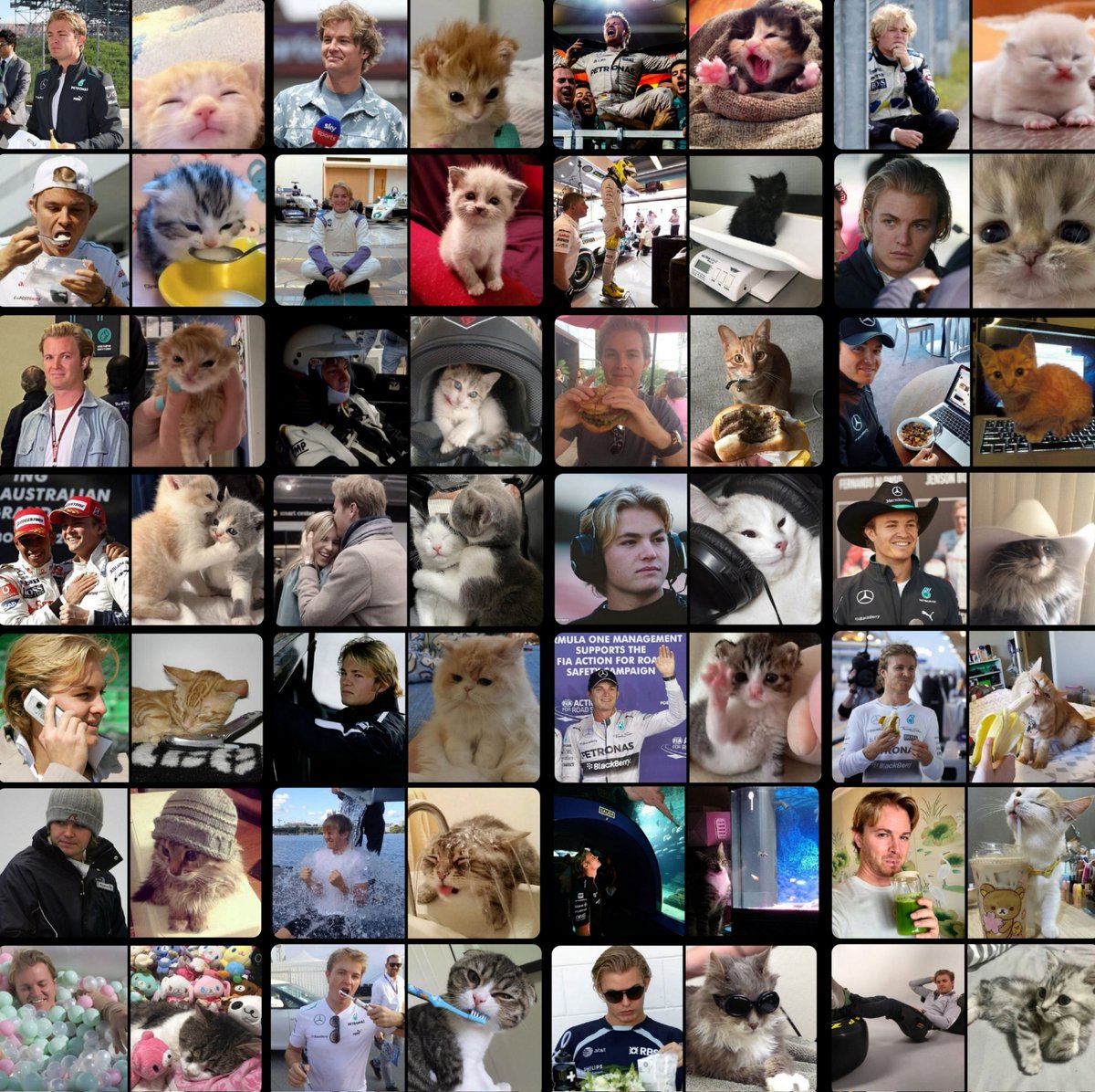 🐱 : february with kitty rosberg ( ft. lewis meowilton and kitty vivian )