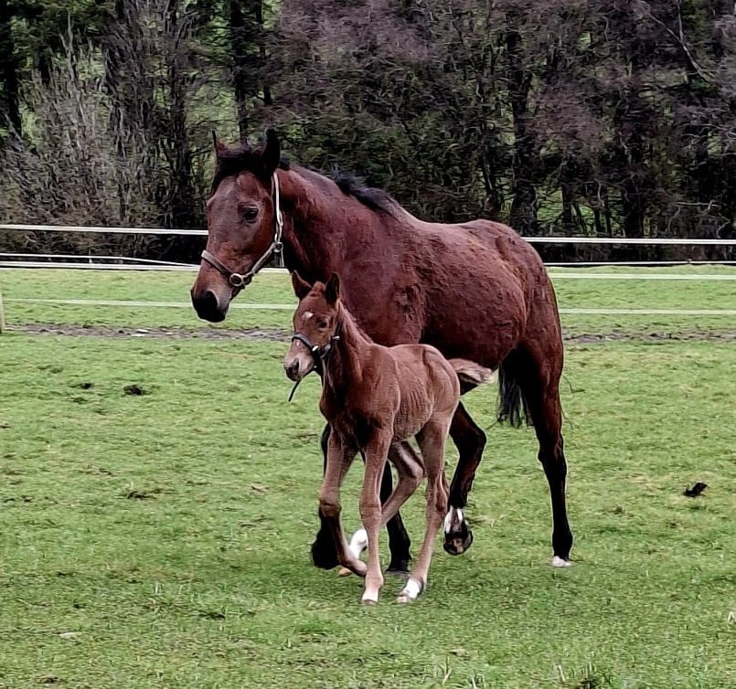 Ferdlant Stud tweet media