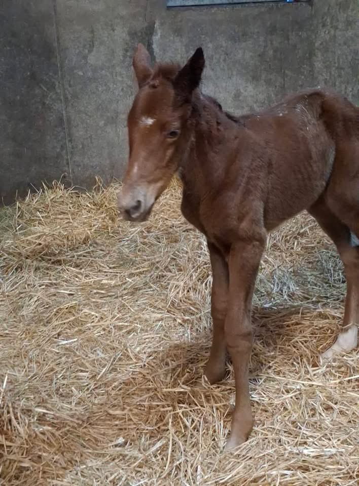 Ferdlant Stud tweet media