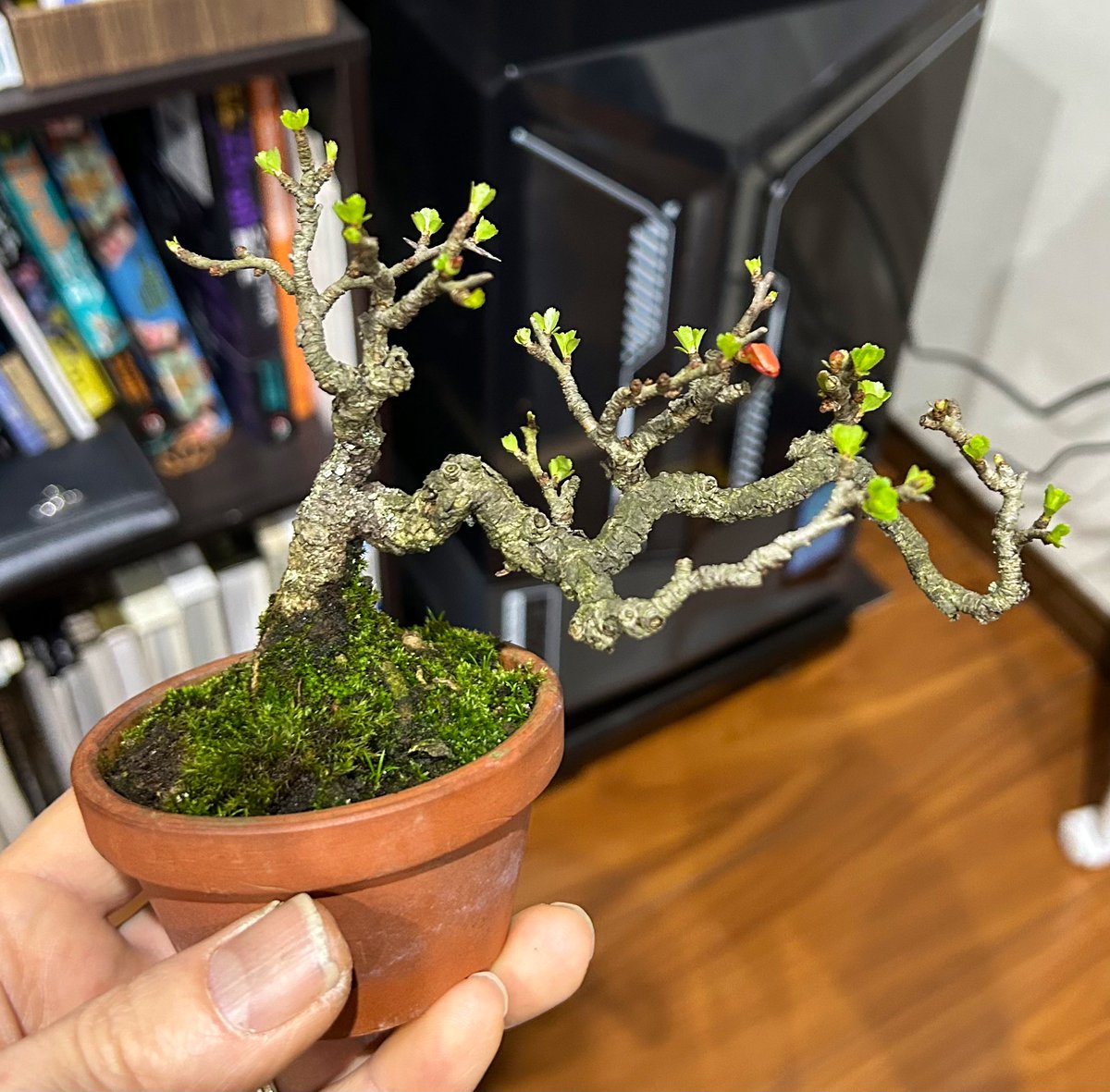 がんかす tweet media