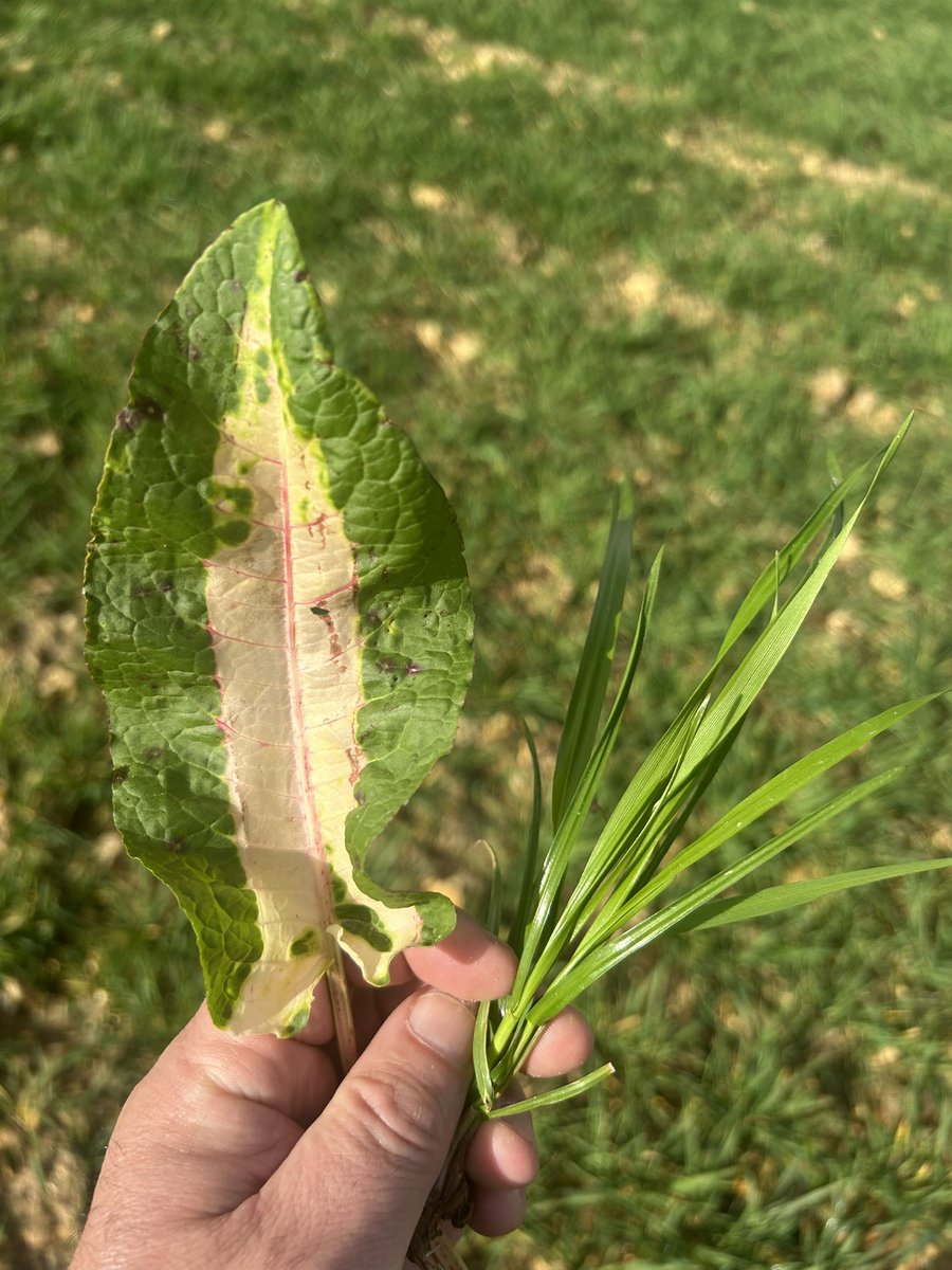 BONNIN1402's tweet photo. Dis que tu es en Puisaye sans dire que tu es en Puisaye @OlivierCOSTE2 …
#RayGrass for ever dans l’escourgeon et pas besoin de cutter pour voir que ce blé a dépassé le stade Épi 1cm https://t.co/uuytXnOykv
