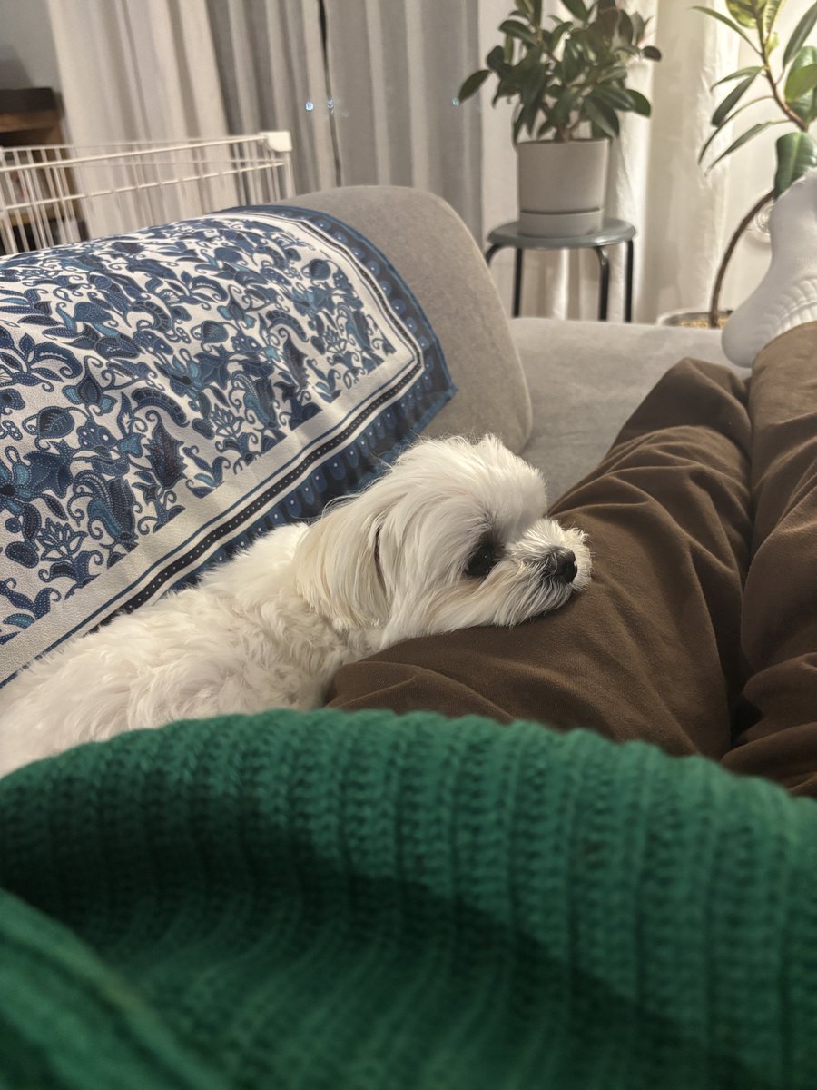 もじゅ tweet media