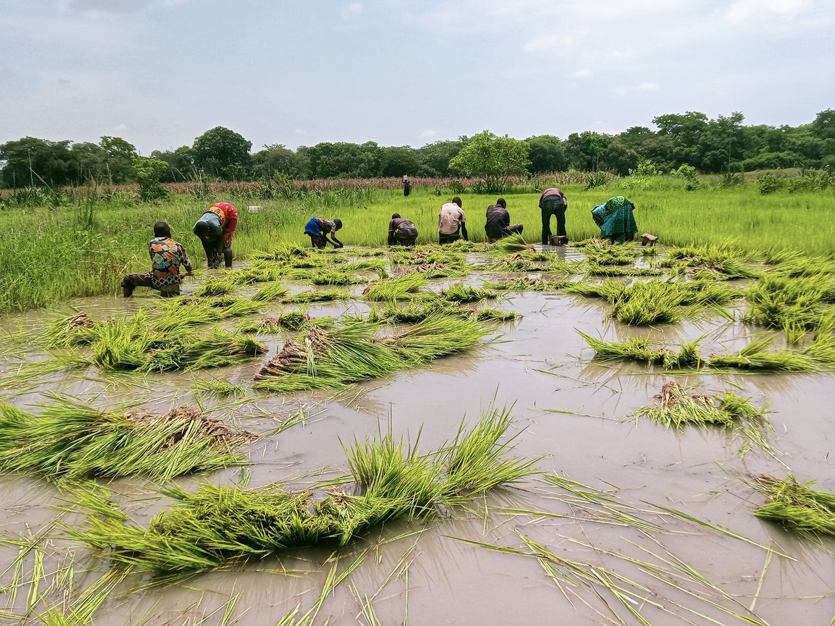 Mazikuagric's tweet photo. #KILIMO Taaluma isiyo na  likizo. Heri ya wikiendi marafiki na wadau wenzangu wa kilimo. https://t.co/r62ZA1JlEY