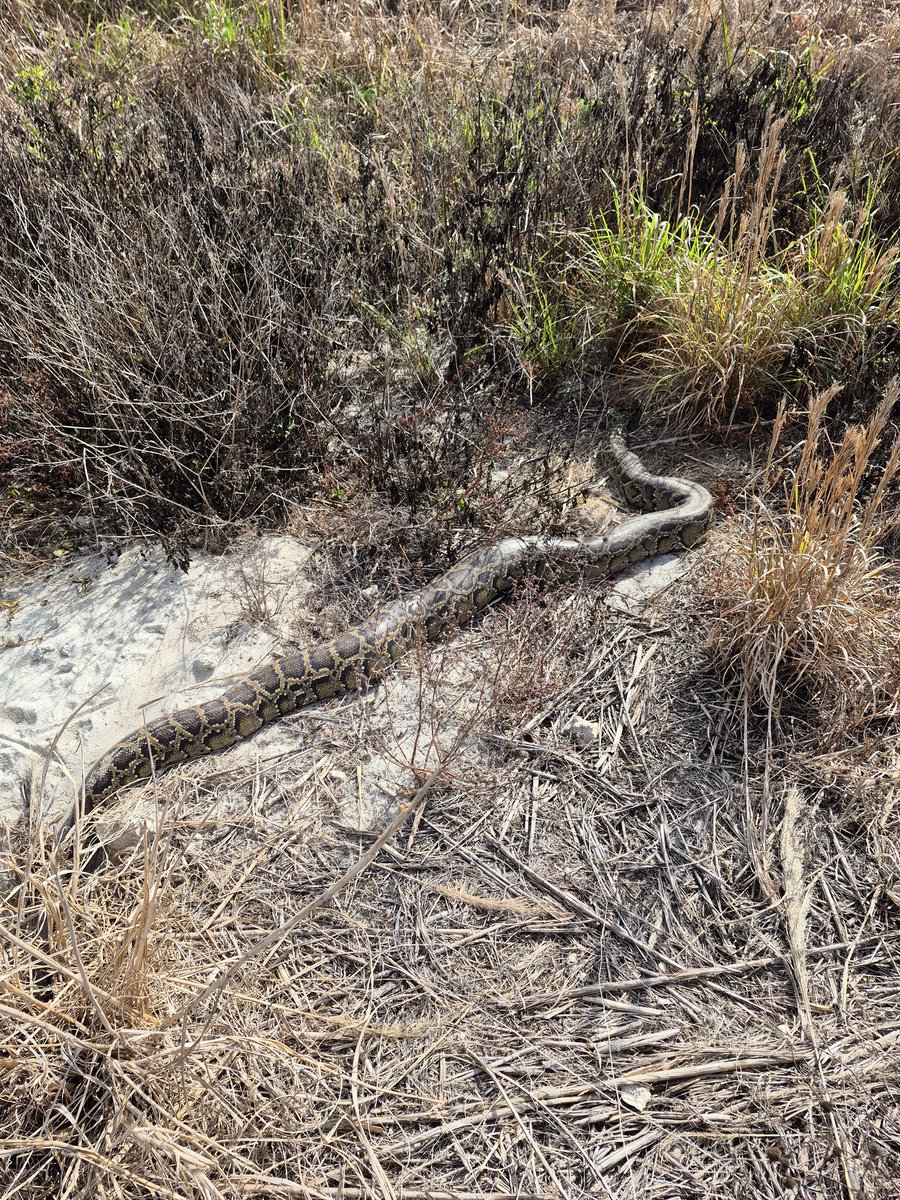 musclepug54's tweet photo. Just caught my 3rd python in 10 days! Hey @MyFWC pick up your phone and I'll tell you where they are!

@PPinesPD 
@Alligator_RonB https://t.co/BWp3ALWLsA