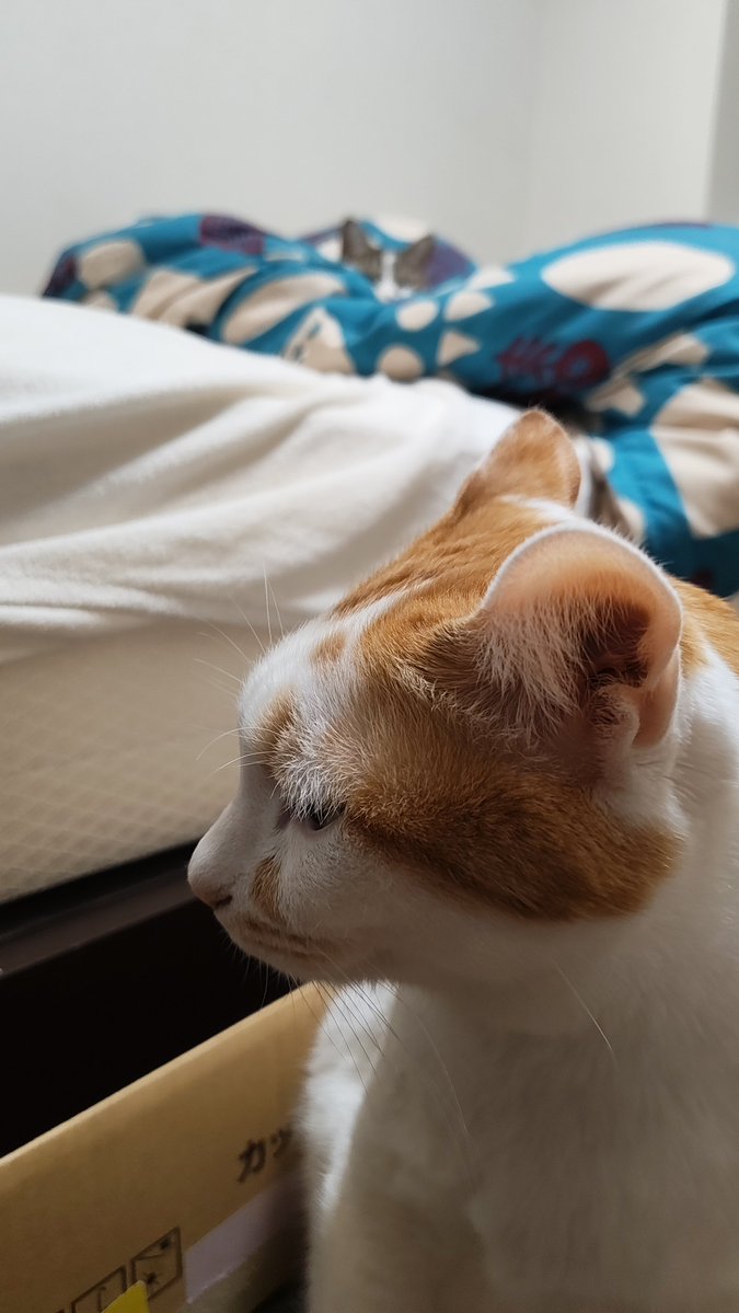 Saki Momiyama　-きなくるみ- 春M3 N-10b tweet media