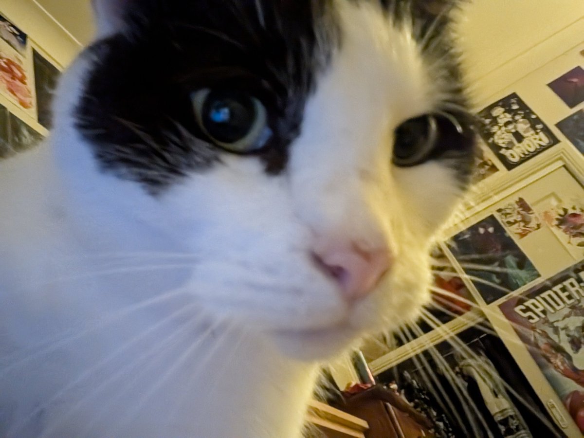 ruby !! 🏳️‍⚧️🐈 tweet media