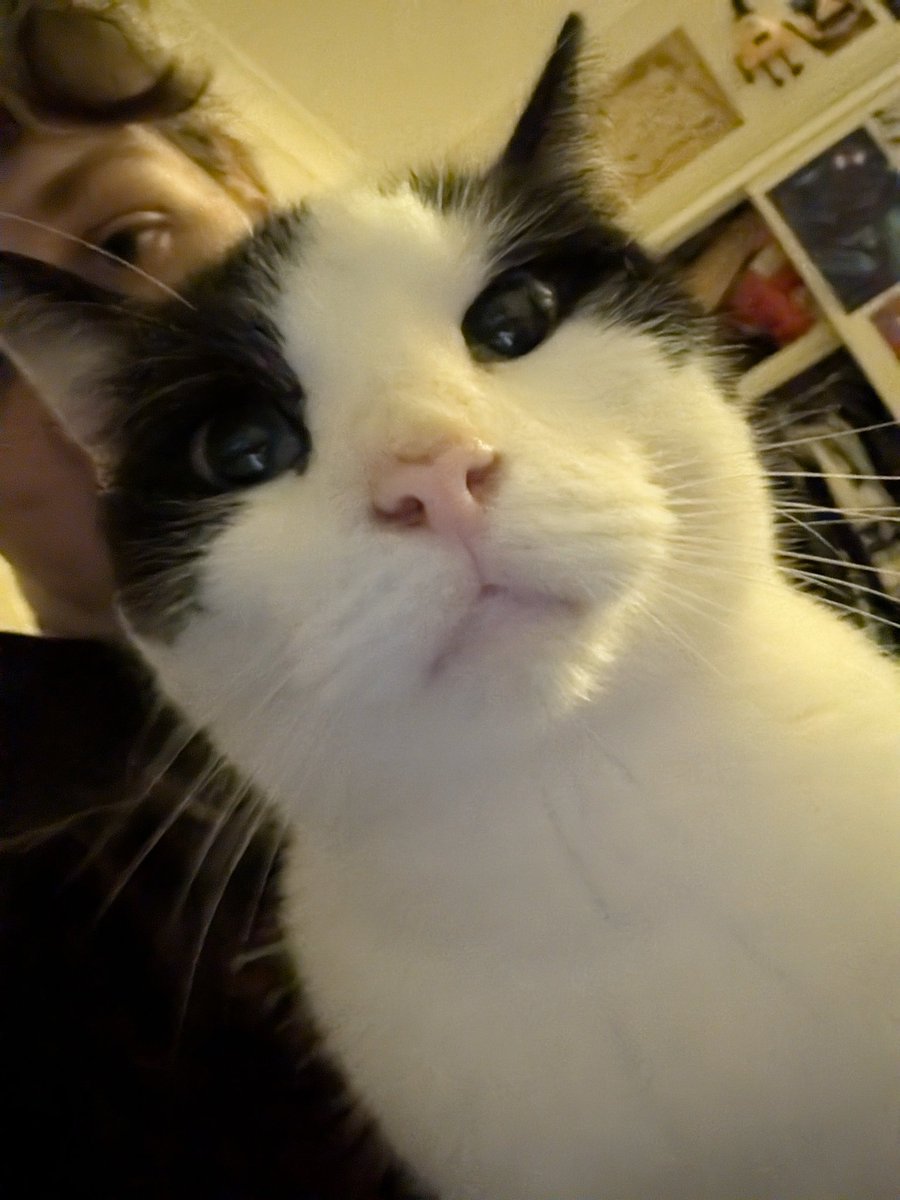 ruby !! 🏳️‍⚧️🐈 tweet media