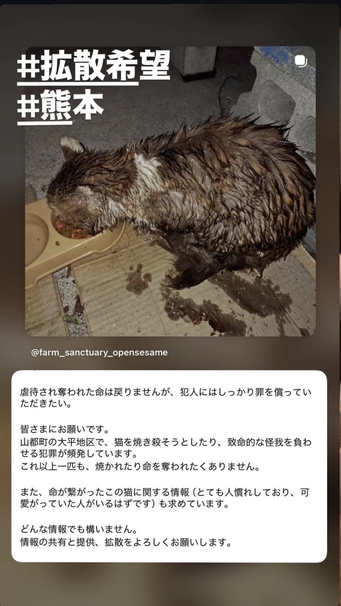 fukusi1015's tweet photo. 熊本山都町で猫虐待事件発生。
全身をバーナーか何かで炙られ
ヒゲなど燃えヤケド箇所多数。
ハサミで身体を切られケガ箇所多数
2匹見つかり団体が病院搬送し
治療後に保護中。
その甲斐虚しく1匹は亡くなった様です。
外道！同じ目に遭え！！ https://t.co/BqswrINluC