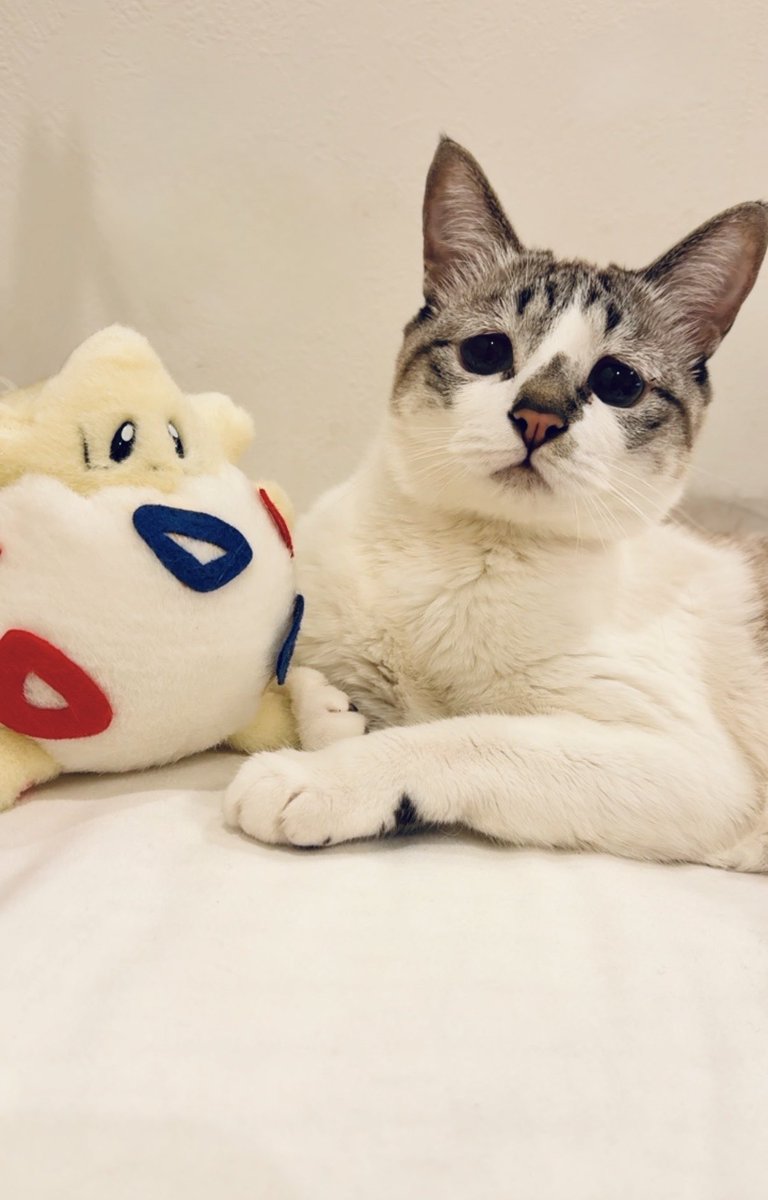 ぴえん猫ミント (@piennekomint) / Posts / X