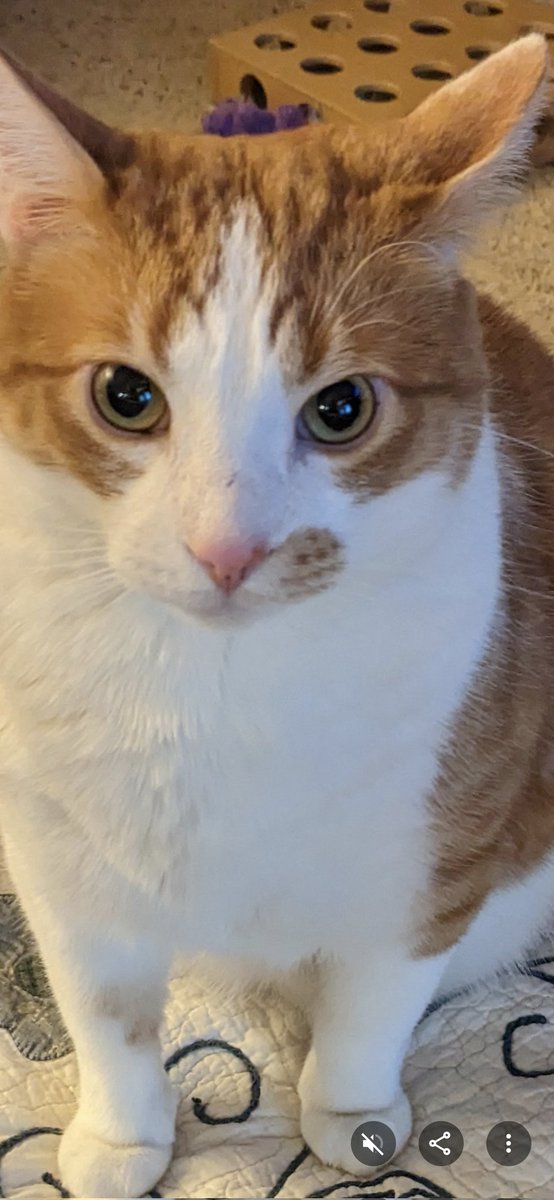 Remind me of my Pharrell AKA ckonky❤️