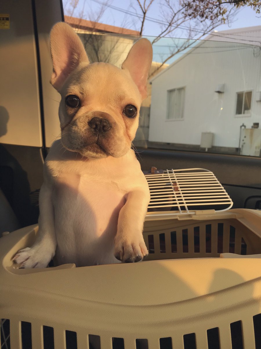 makyu_c5's tweet photo. 本日2/28は
⑤回目の【うちの子記念日】

わが家に来てくれてありがとう🥰
え。もう5年間たつのー⁈

ミニバルも可愛いー💓

#うちの子記念日
#これからもよろしくね https://t.co/JhhTBxUeNk