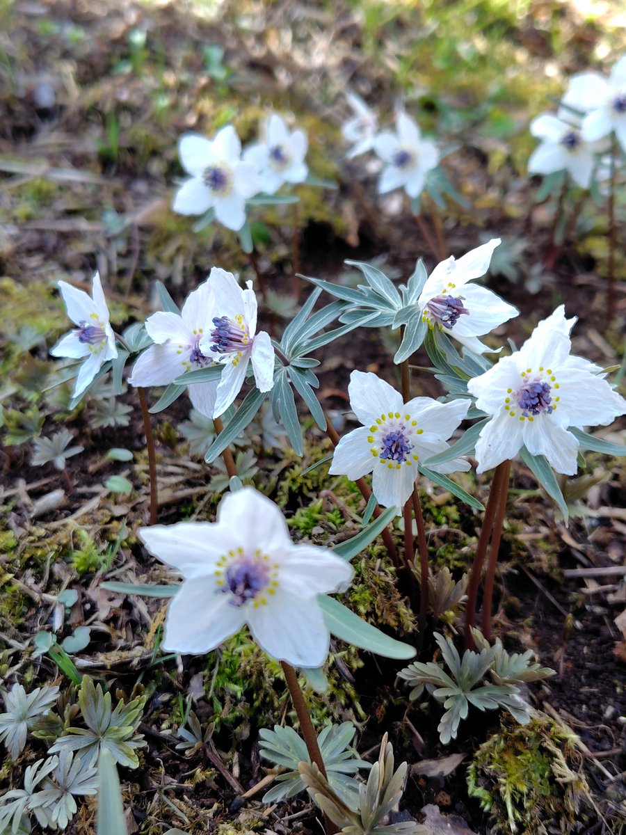 セツブンソウ #セツブンソウ #TLを花でいっぱいにしよう