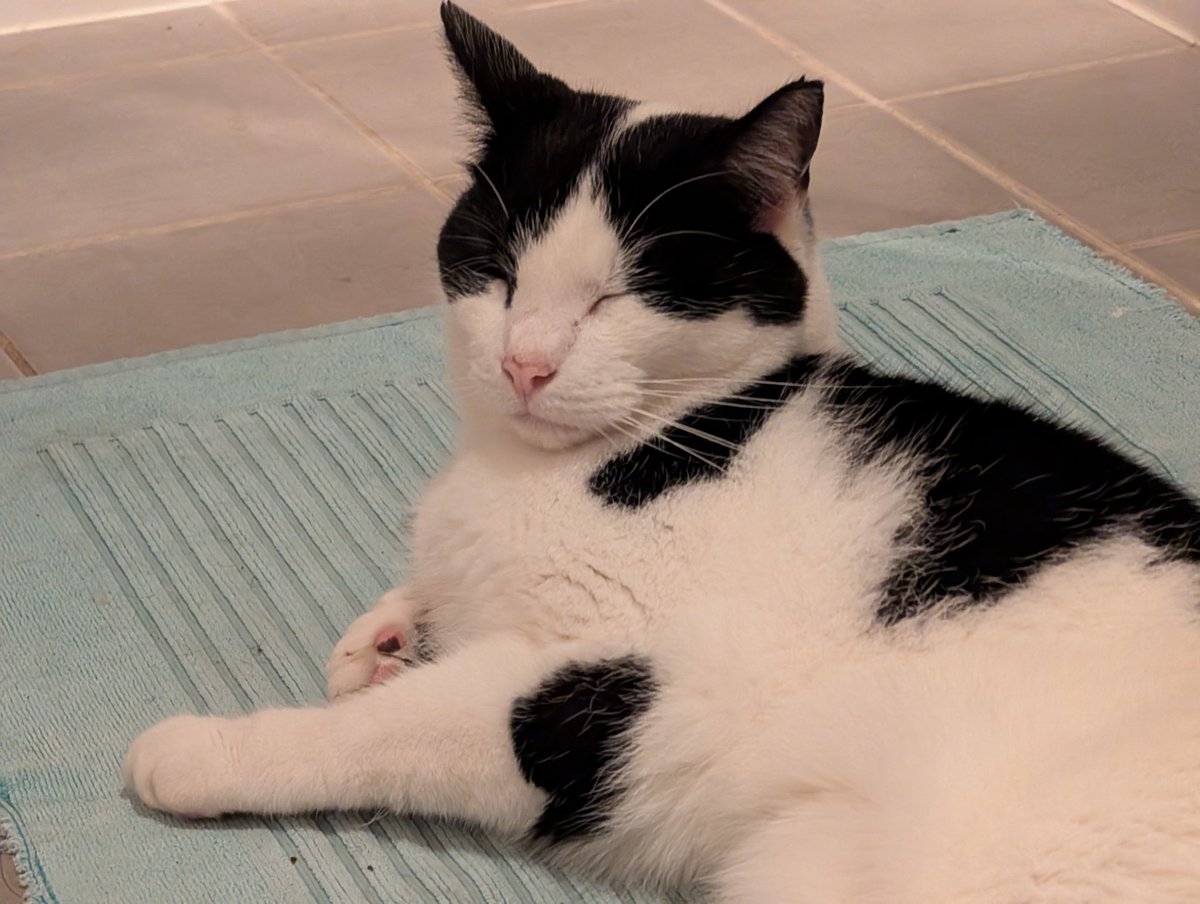 ruby !! 🏳️‍⚧️🐈 tweet media