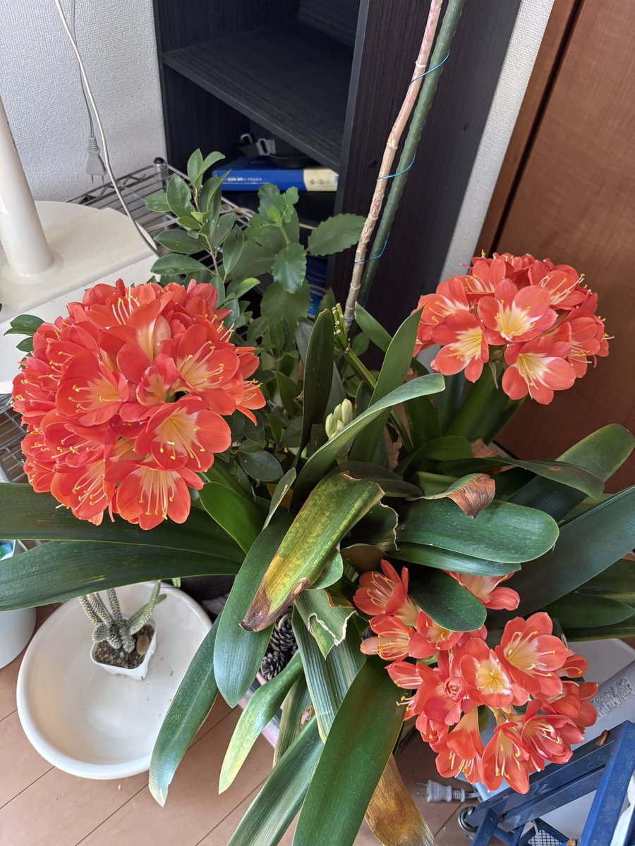 yubiware2019's tweet photo. 君子蘭。家で冬を越してます。あったか環境なので早くも開花♪見てもらうには玄関外に出さなきゃだけど、寒くて無理だし家族はお花に興味ある��皆無なのでTwitterの方に見てもらいたい。
素敵でしょ(^^) https://t.co/XL8ZHDprSK