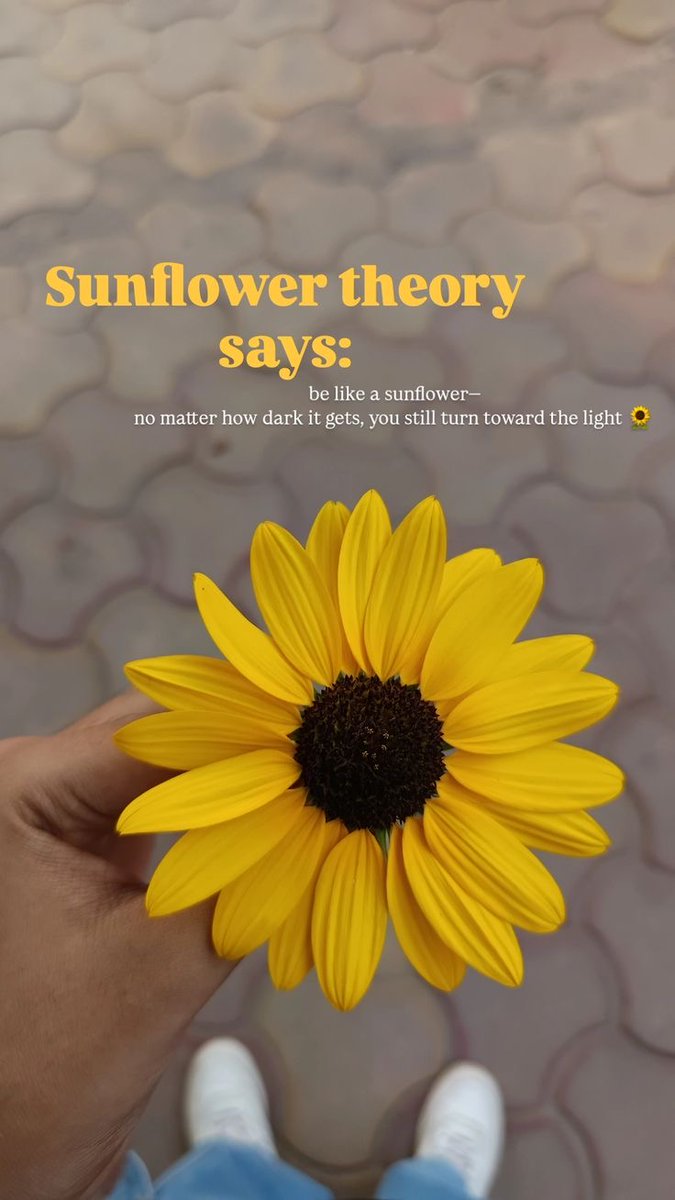 Sunflower theory🌻