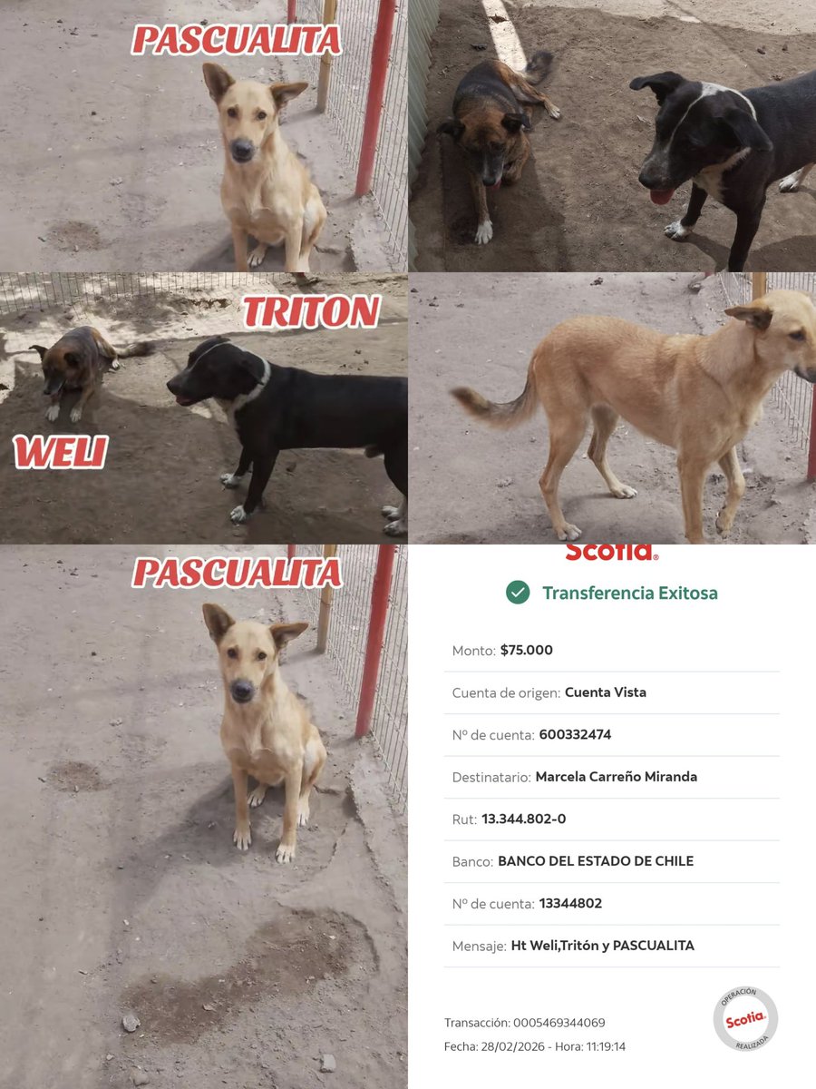 betohi's tweet photo. Buen dia a tod@s adjunto transferencia pago Ht de PASCUALITA ,tuvimos que pagarlo con dinero que teníamos en caja ya que la madrina no lo podrá seguir haciendo aún no consigo otra madrina😢
WELI y TRITON si tienen madrinas
Gracias por ayudarnos tanto con l@s bebés🙏🏻🐾 🐩🥰🍀🐾 https://t.co/eODSIEgvIu