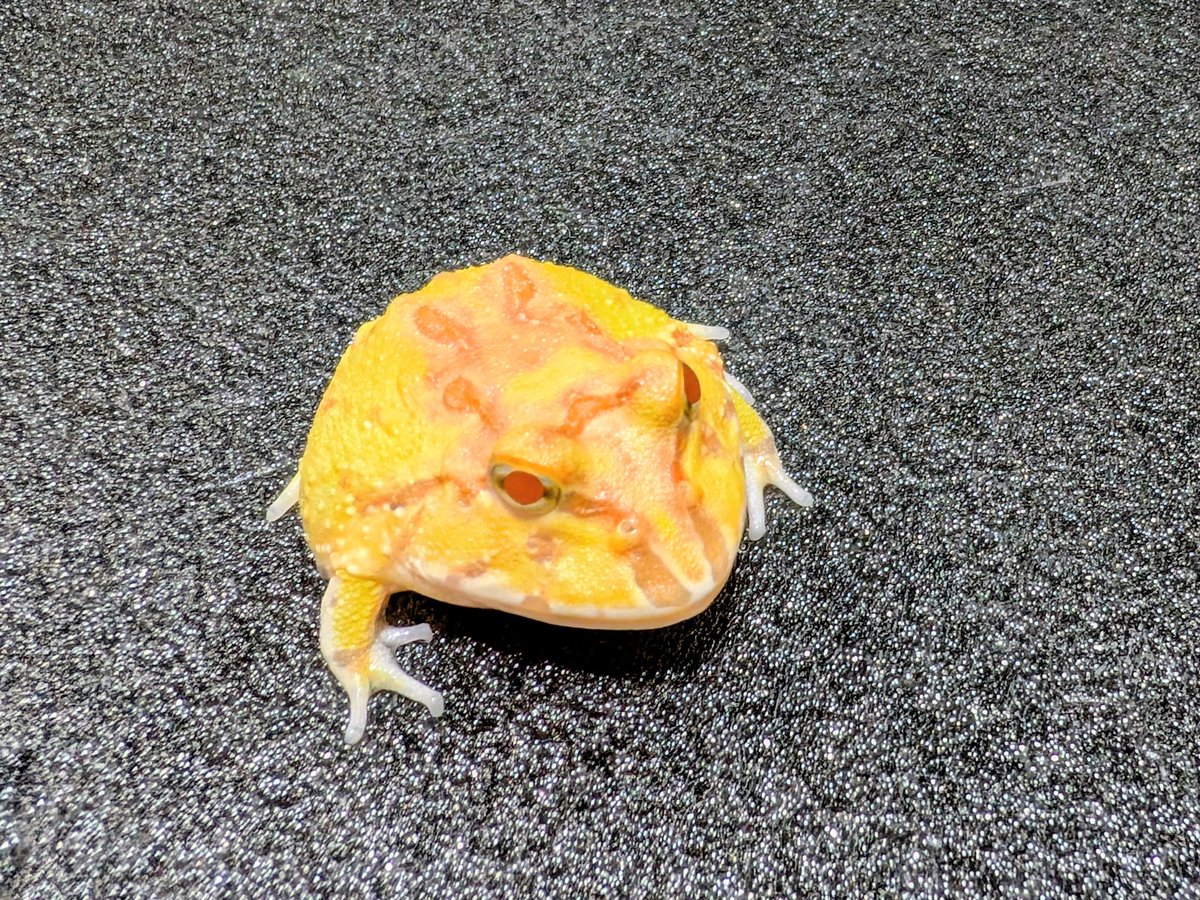 BUG.st(即売会でのリクエスト受付中) tweet media