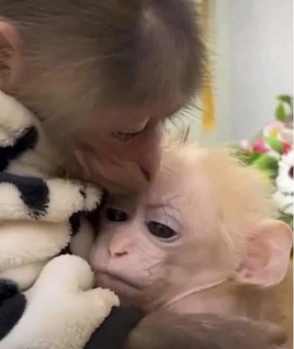 원숭이 아카이브 tweet media