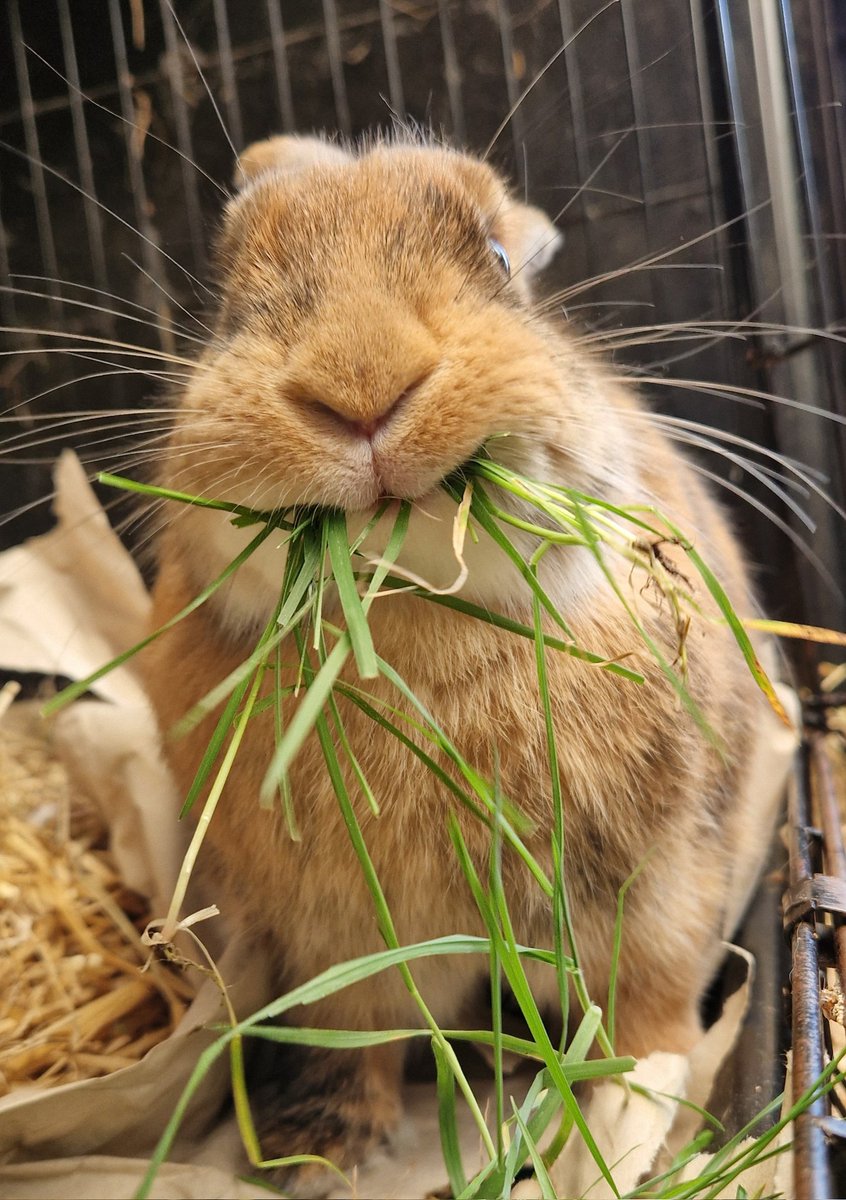 I couldn't recall how to eat grass but it came back to me #Grass2026