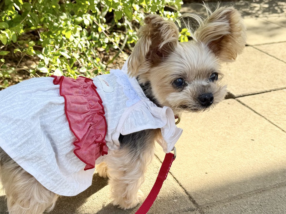 キキ🐶 tweet media