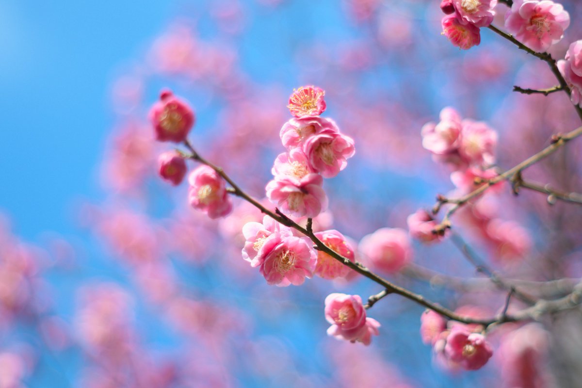 Theatre劇団子 tweet media