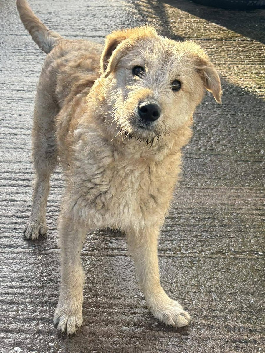 Pawprints to Freedom Rescue🐾 tweet media