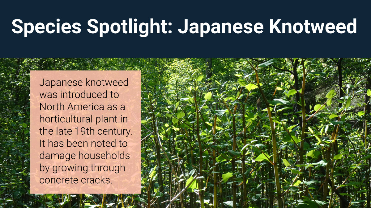 SouthNationCA's tweet photo. Learn how to identify Japanese knotweed! 🌿 Look out for hollow, smooth, purple-to-green stems and oval-to-triangular leaves with a pointed tip and flat base. It grows in large bamboo-like clumps and can reach heights of 1-3 m (3-10 ft).
#InvSpWk
https://t.co/xDNXYXjXzC https://t.co/biz4E7FR8i