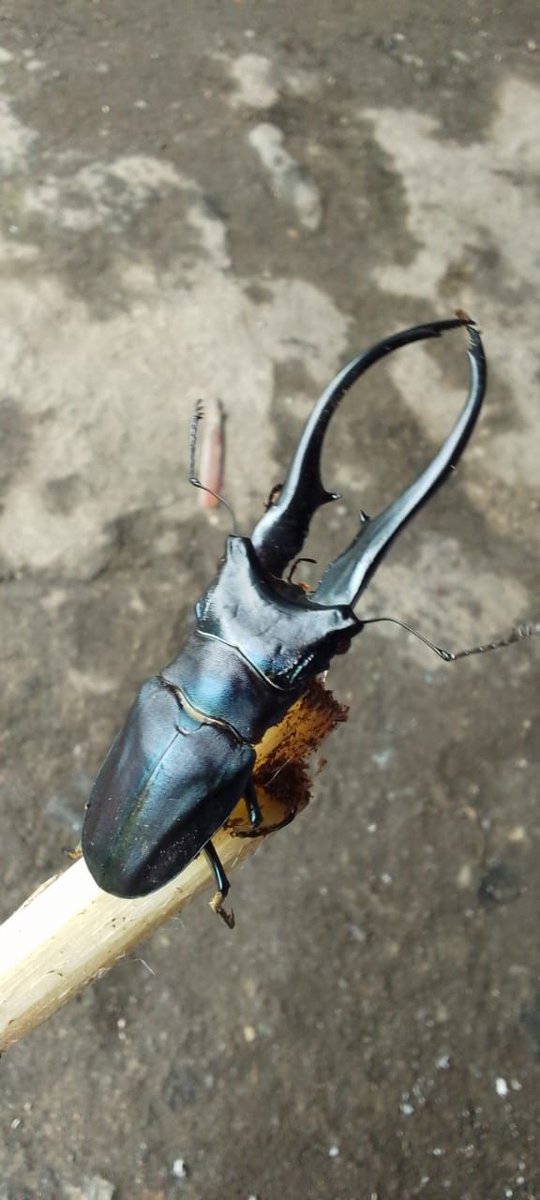 Nobu international co.,ltd tweet media