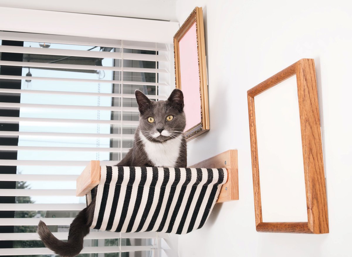 Cornell Feline Health Center tweet media