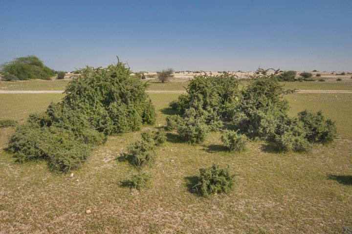 Pernah dengar pohon gharqad?  
Ini pohon yang disebut dalam hadits sebagai "pohon yahudi".

Kenapa demikian? Apa istimewanya? Mari kita bahas. 

🪢