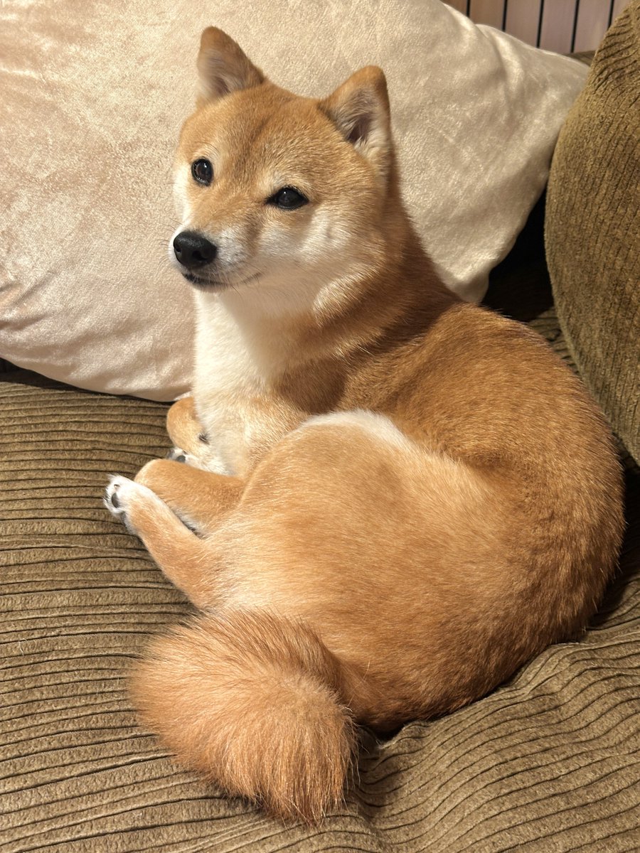 豆柴タマ (@mameshiba__tama) / Posts / X