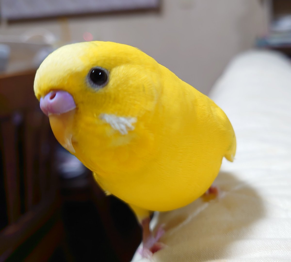 1129sugar's tweet photo. バズったら宣伝していいと聞いたので…
うちの可愛いインコ見てください https://t.co/r3FU99B4r5
